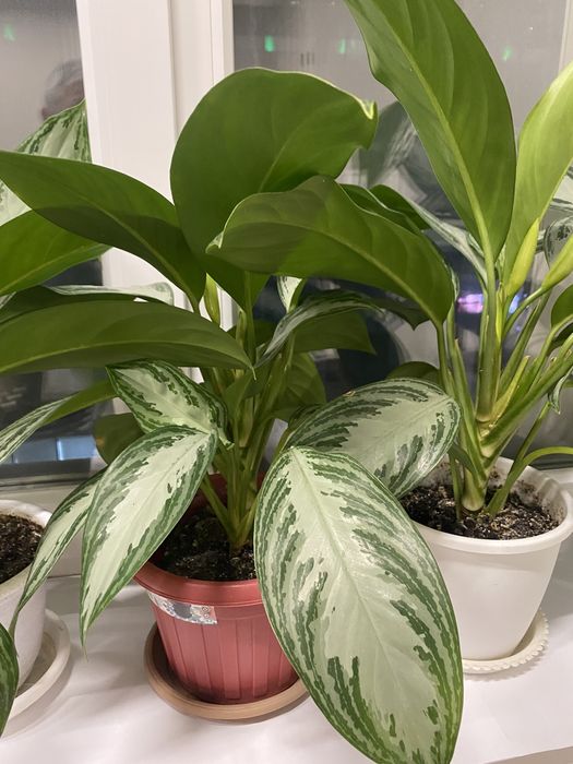 Комнатные цветы