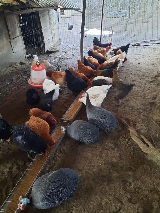 Vand oua de gaina,rata lesasca si bibilica