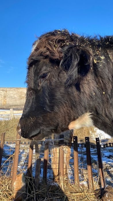 Бык двухлетка  на племя