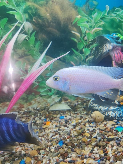 Afrika hichnik baliklari kelishilgan,narxda arzon sotiladi