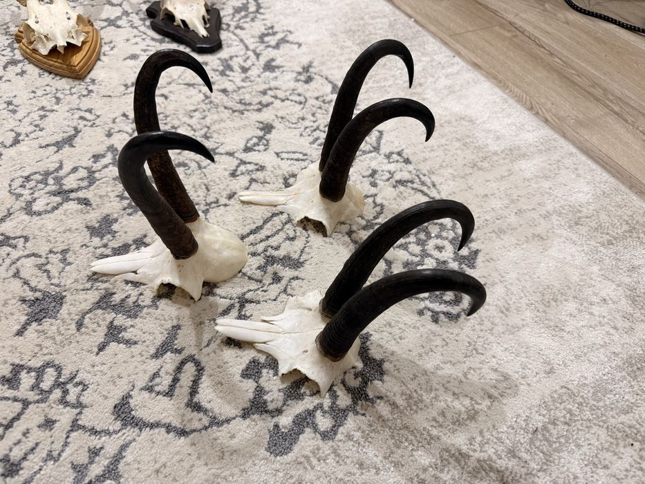 Trofee de capra neagra coarne