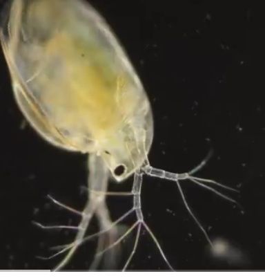 Daphnia, Pureci de baltă, Cyclopi, Hrana vie pentru Pești de Acvariu