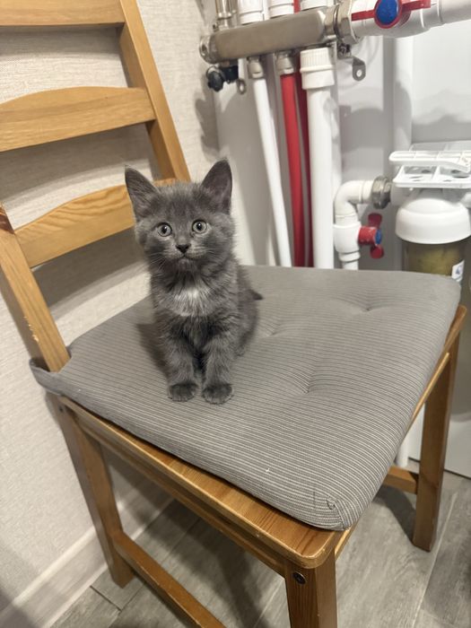 Отдам котят в добрые руки