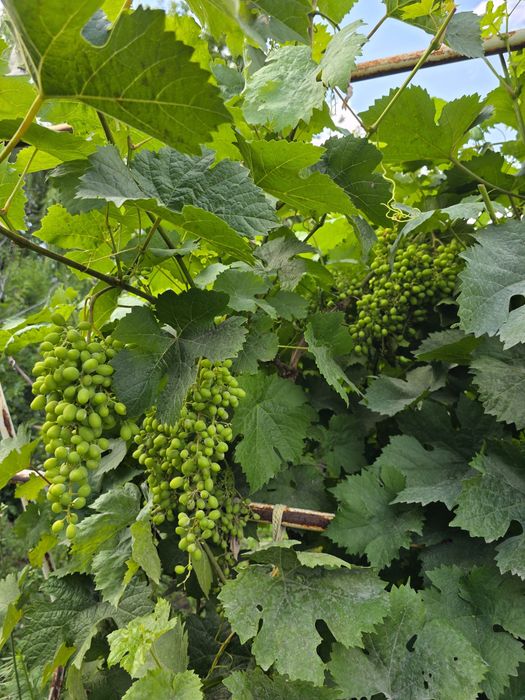 Продам дачу в кооперативе Мелиоратор