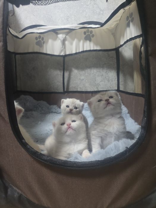 Продам котят породистых