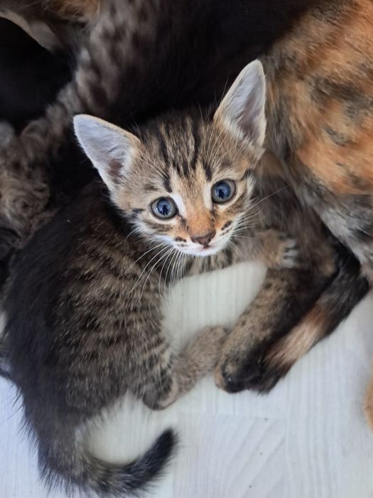 Котята кошки мысык
