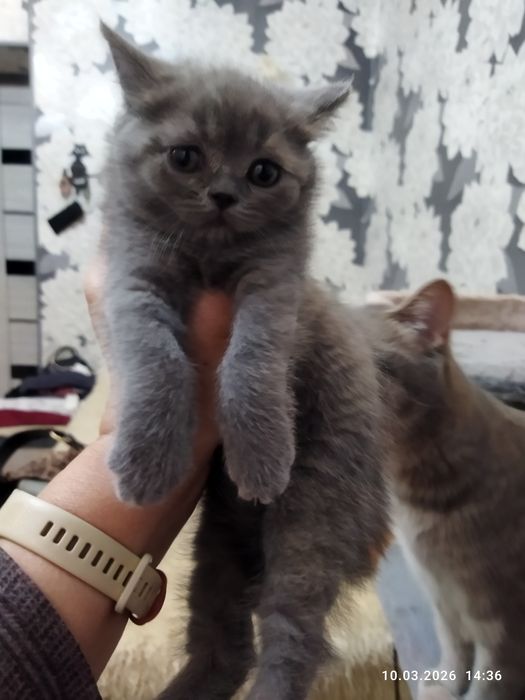Продается шотландский котёнок Скотиш страйт