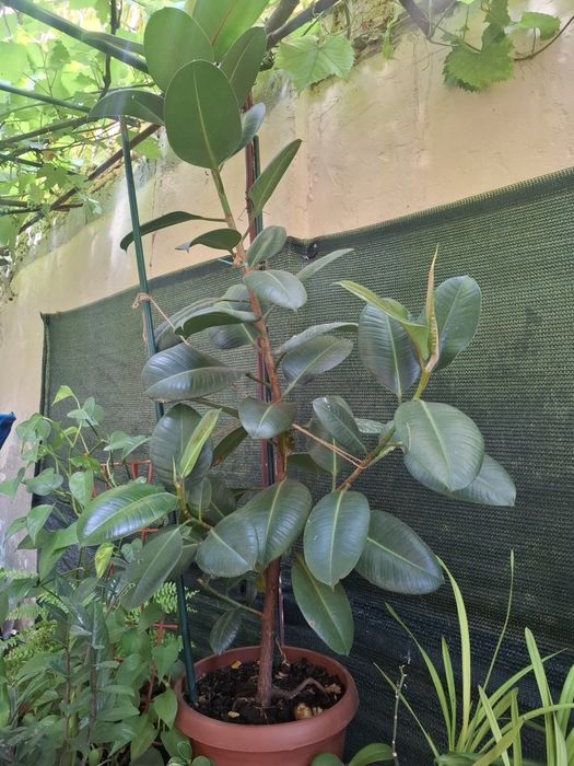 Ficus aprox 1,70 cm inaltime