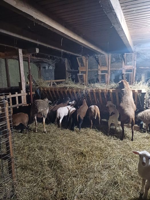 Animale de vanzare