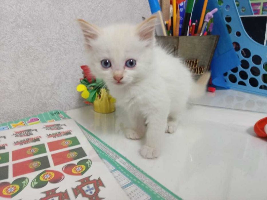 Отдам котят в добрые руки