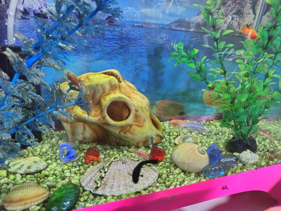 Продам аквариум срочно