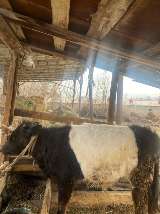 Тайынша сатылады