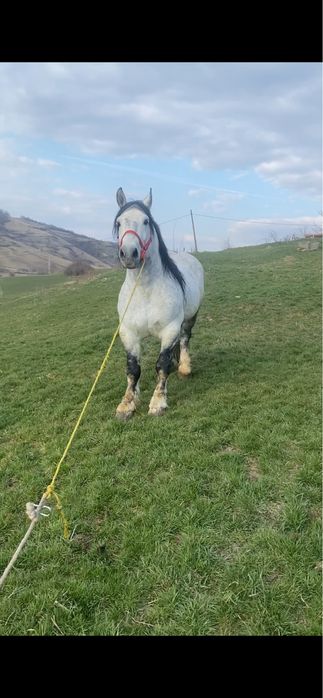 Armasar de vanzare sau schimb