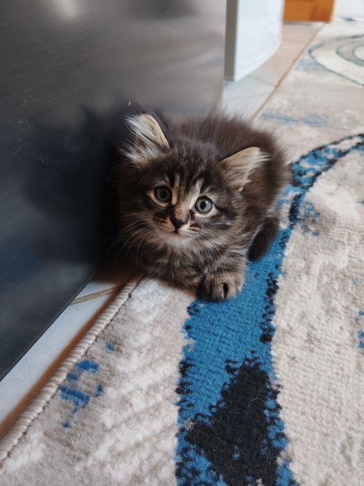 Домашние котята, 2 девочки