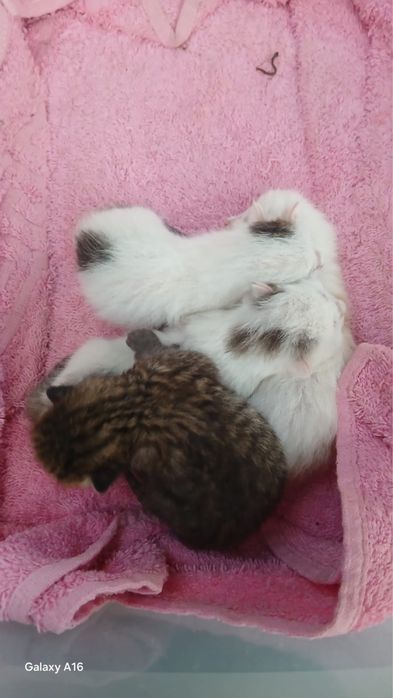 Отдам кошку с котятами