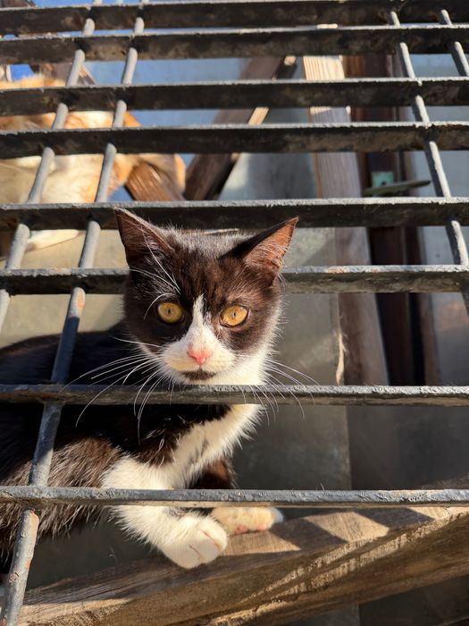 осинови пухкаво котенце