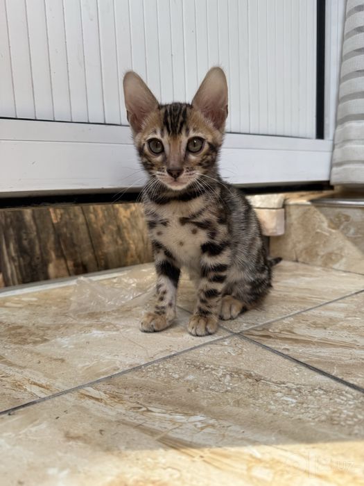Бенгальские котята