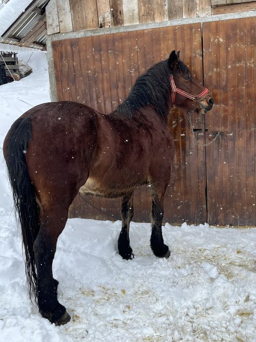 Vand iapa de 6 ani !