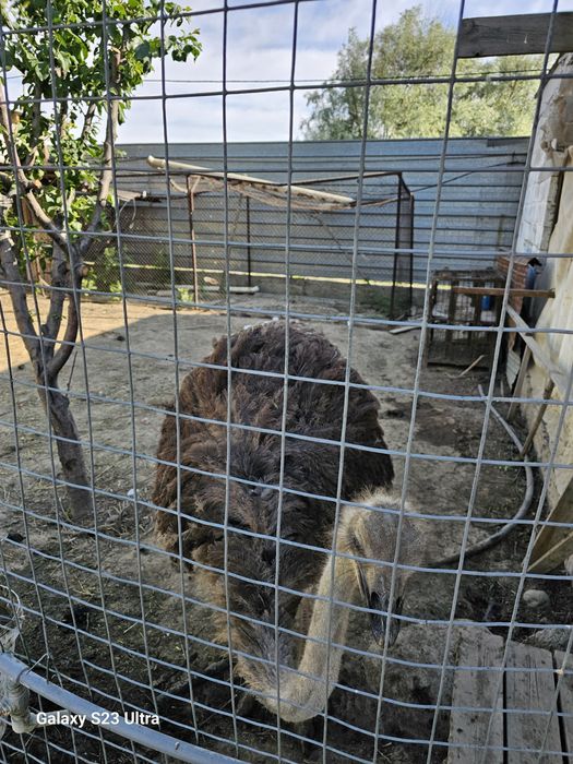 Продам страусов африканский