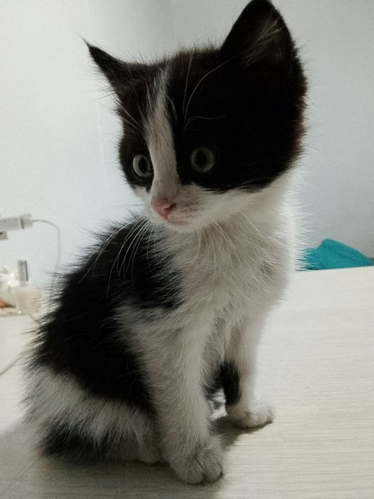 Отдам котят в хорошие руки