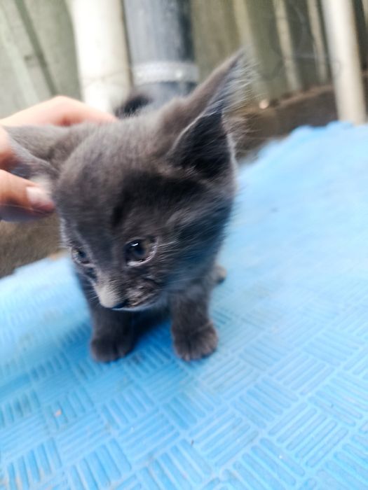 Отдам котят в хорошие руки