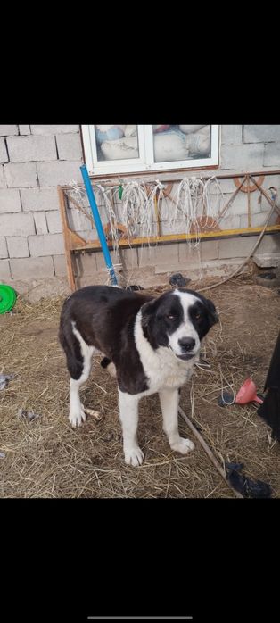 Продам сучку алабай