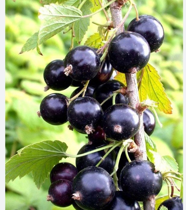 Симародина ку́чати сотилади жуда сер хосил иссикга ва совукка чидамлик