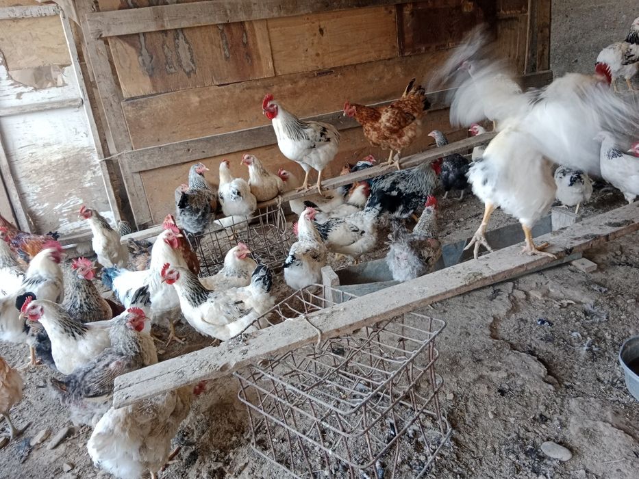 Куры тауық тауык