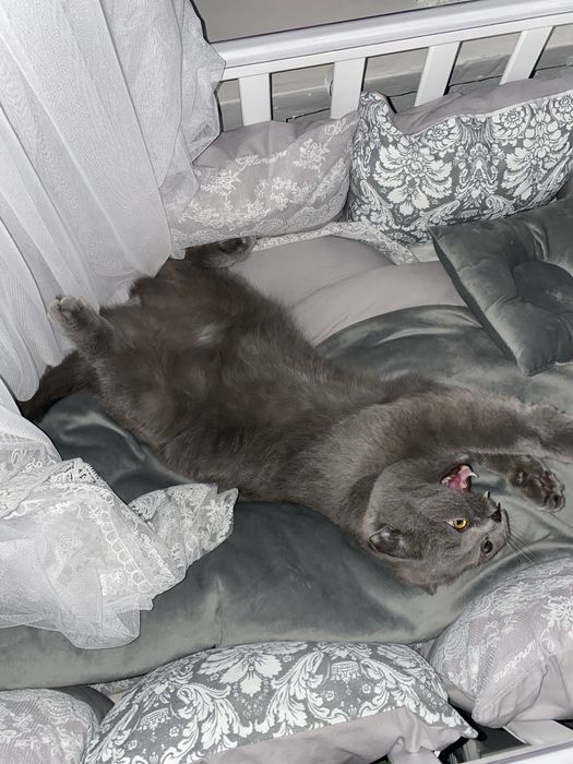 Отдам в хорошое руки кота