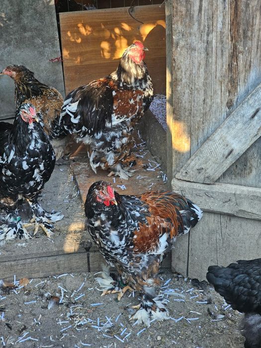 Tineret brahma porțelan