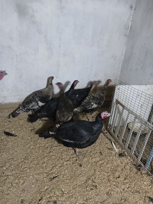 Индюки-Индюшки Гибриды