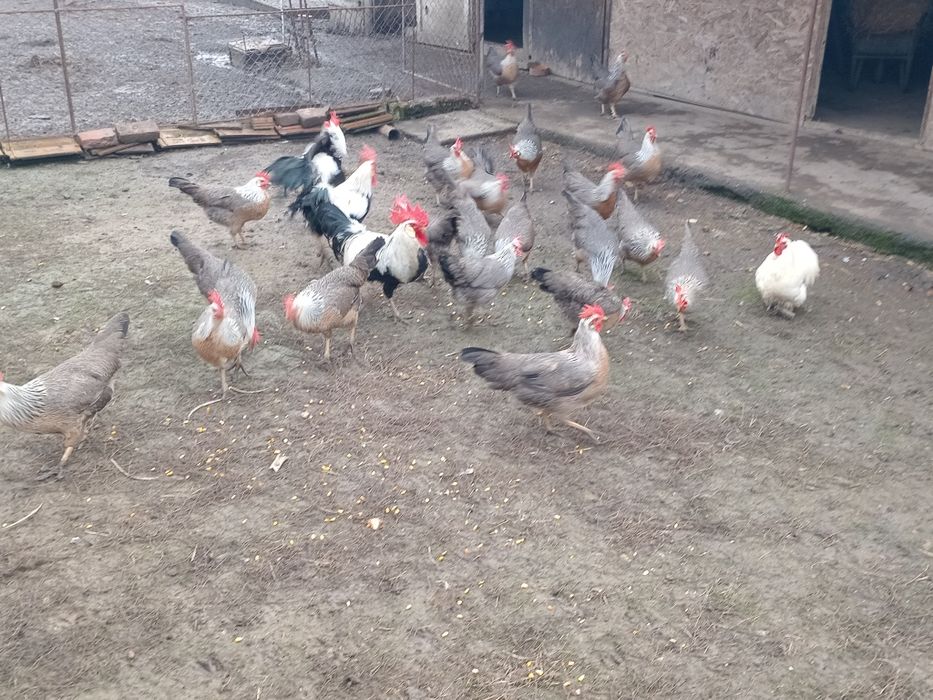 Vand gaini Italian argintie