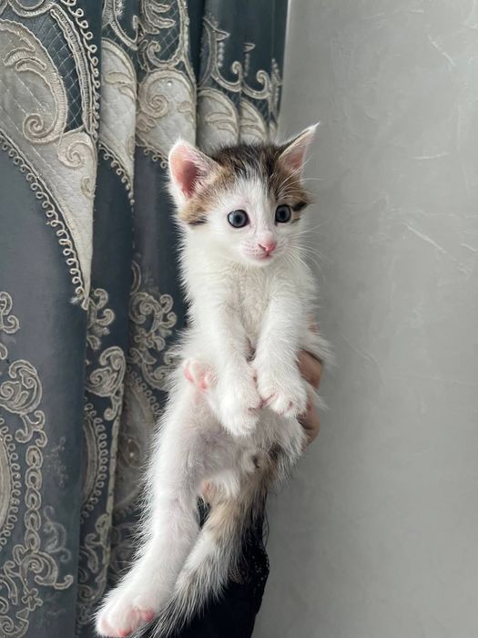 Котик - мальчик добрый и красивый.