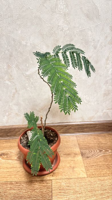 Продам растение Мимоза стыдливая