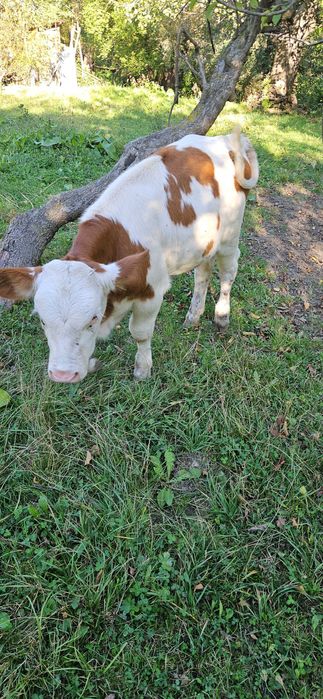 Vitea de rasa simmental