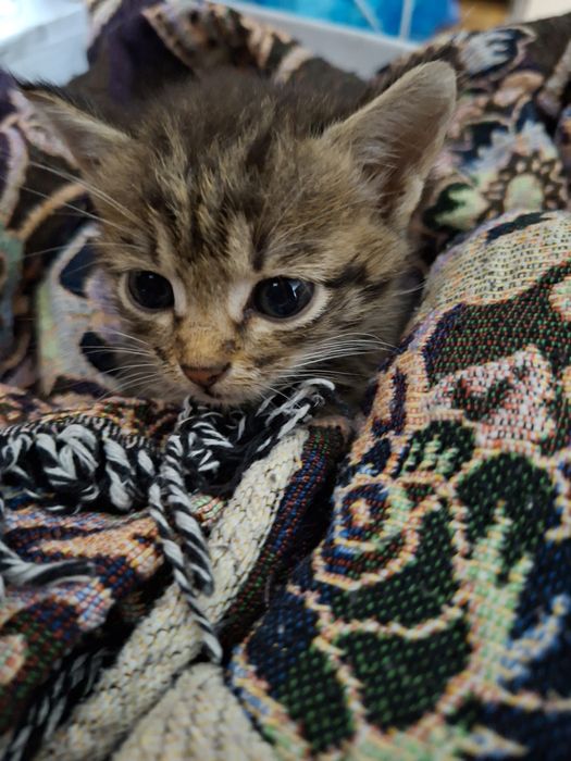 Котёнок в добрые руки