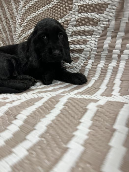 Малки кокер шпаньоли .