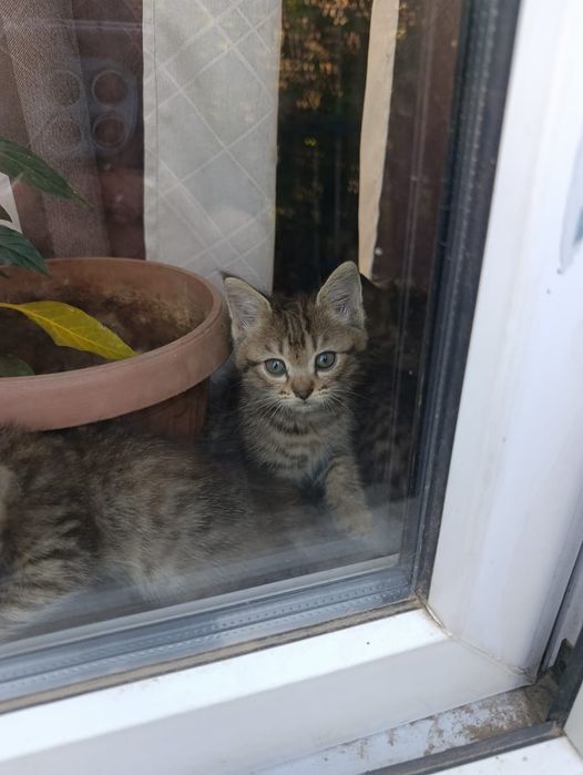 Отдам котят в добрые руки