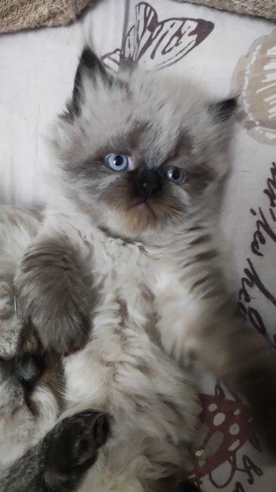 Персийски котета - колор пойнт