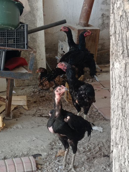 Dakan tovuq xoroz  jojalar