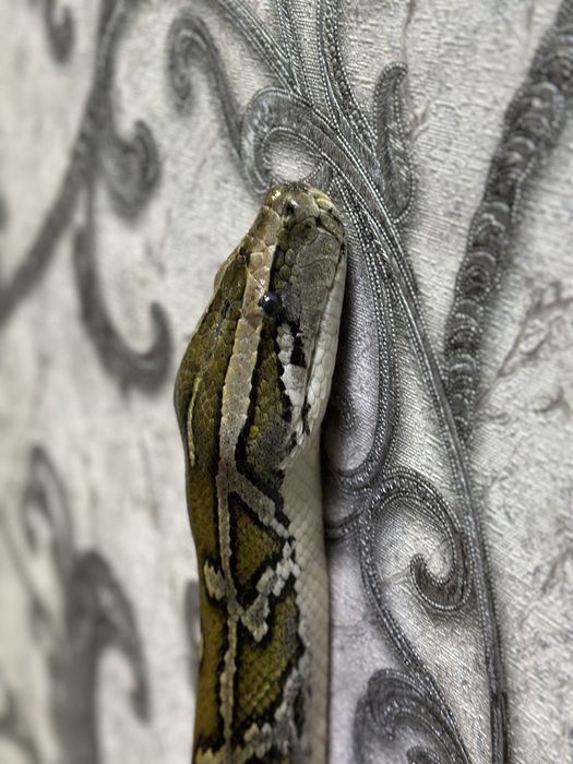 Тигровый Питон очень Крупный