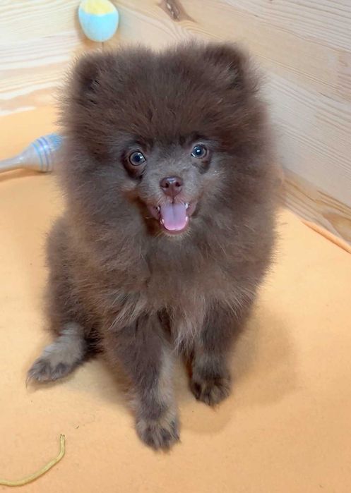 pomeranian deosebit cu pedigree