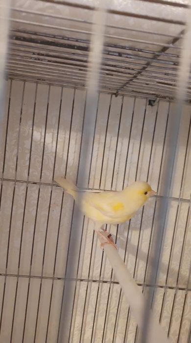 Канарека самка..