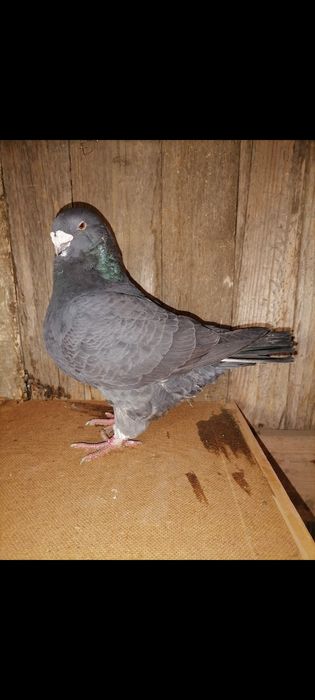 Vând sau schimb porumbei