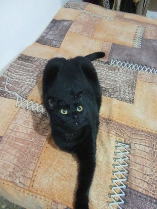 Малышка БАГИРА в семью