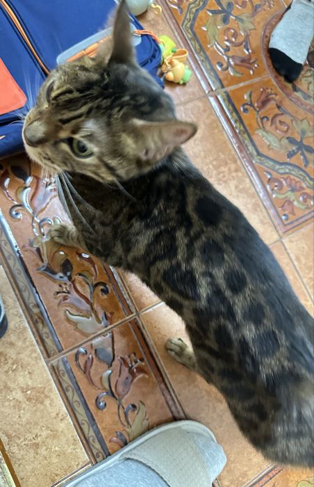 Котенок/кошка Бенгал