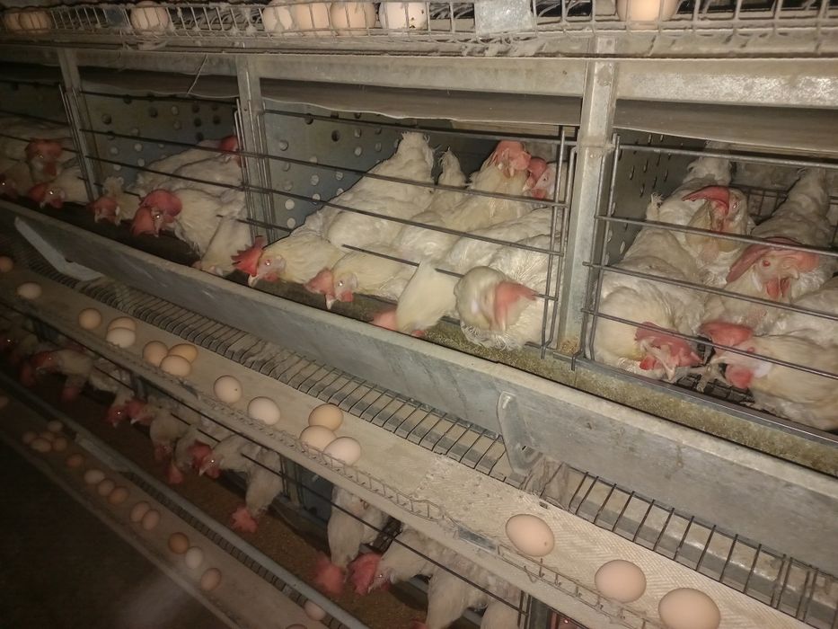 Куры несушки. Карал