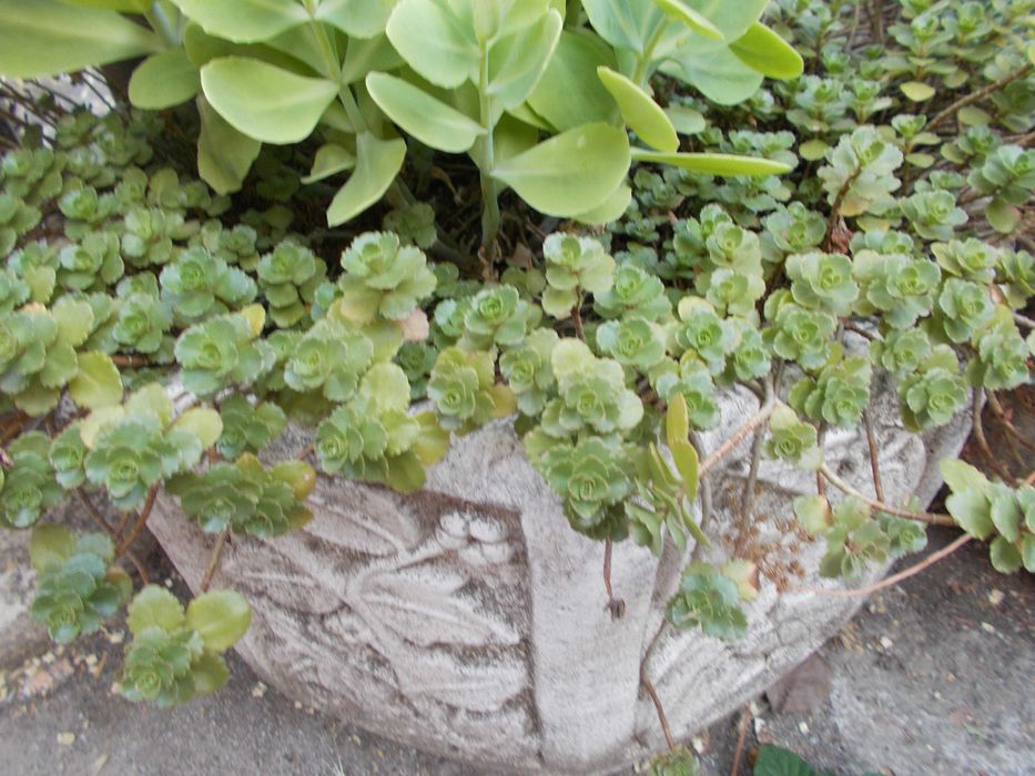 Кашпа , саксия отлят калъп от мраморно брашно, мозайка  и бял цимент