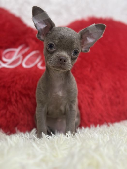 Мальчишка в дорогом лиловом окрасе