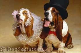 Помогу повязать и развязать Ваших собак